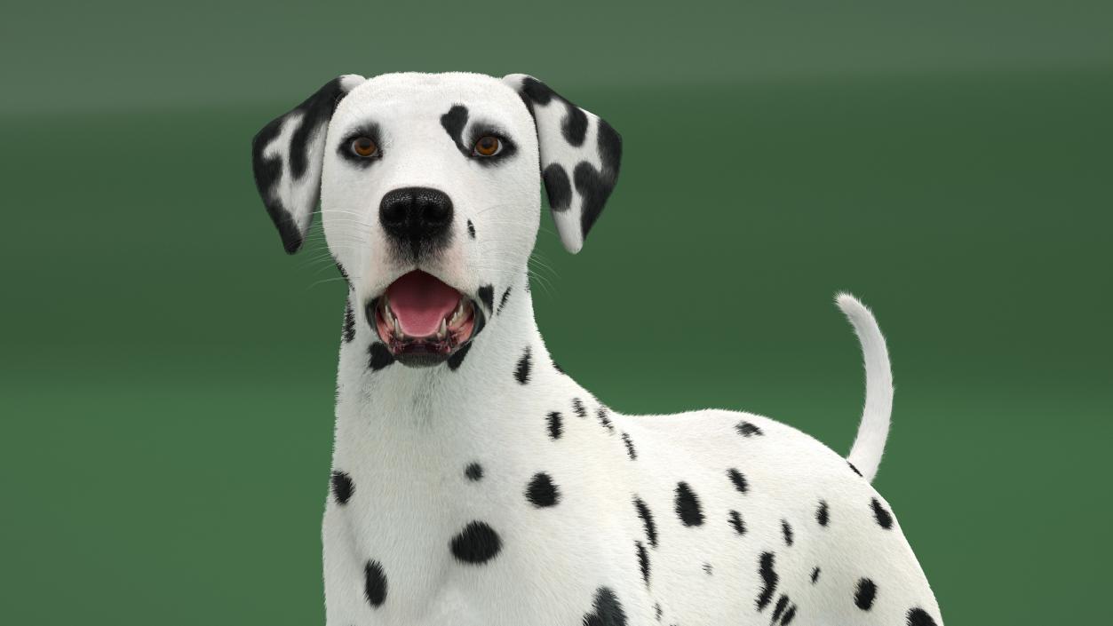 3D Dalmatian Dog Standing Pose Fur