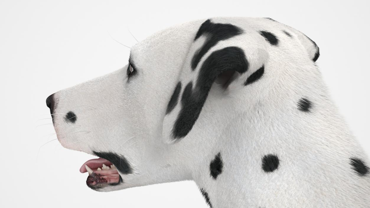 3D Dalmatian Dog Standing Pose Fur