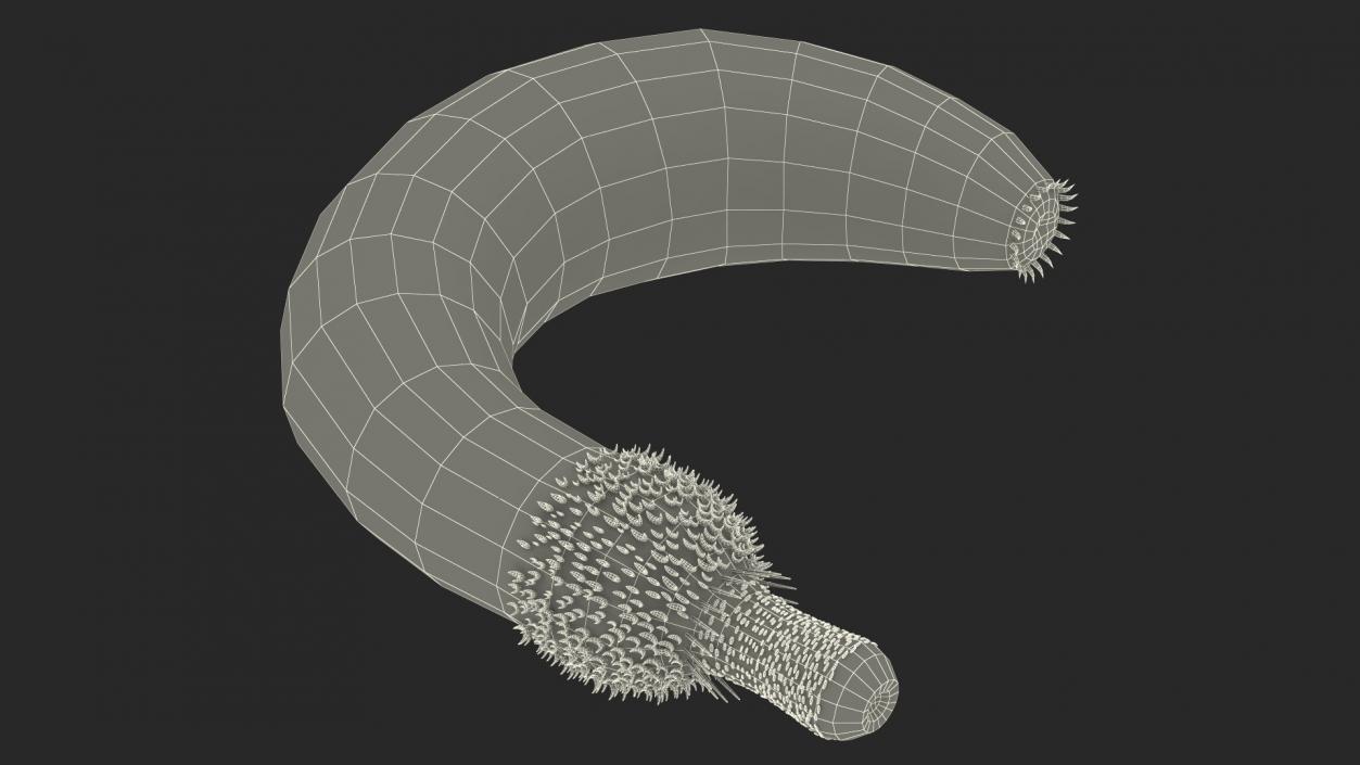 3D Ottoia Cambrian Sea Worm Fossil