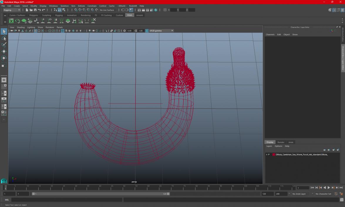 3D Ottoia Cambrian Sea Worm Fossil