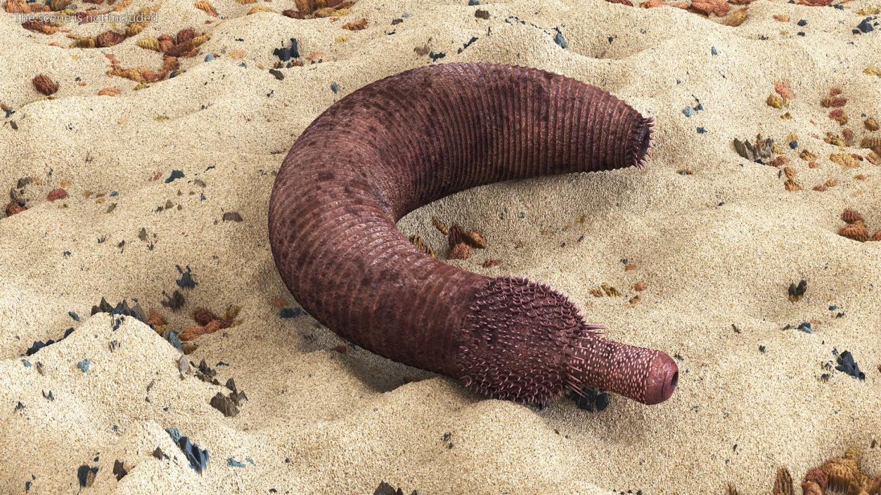 3D Ottoia Cambrian Sea Worm Fossil