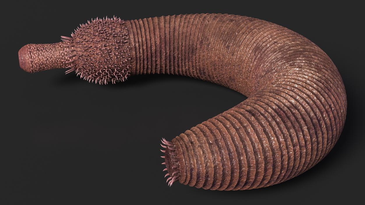 3D Ottoia Cambrian Sea Worm Fossil