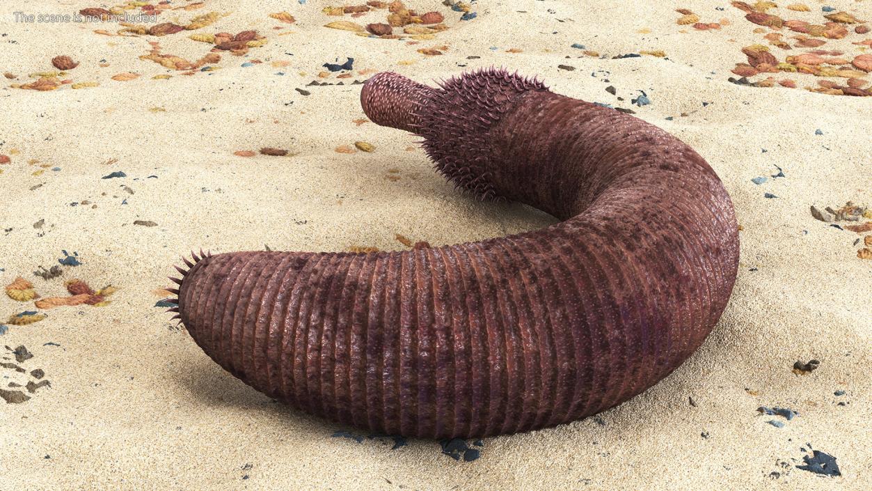 3D Ottoia Cambrian Sea Worm Fossil