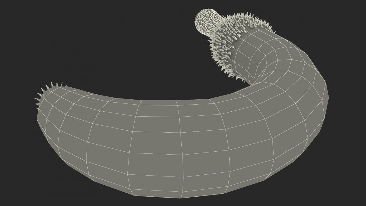 3D Ottoia Cambrian Sea Worm Fossil