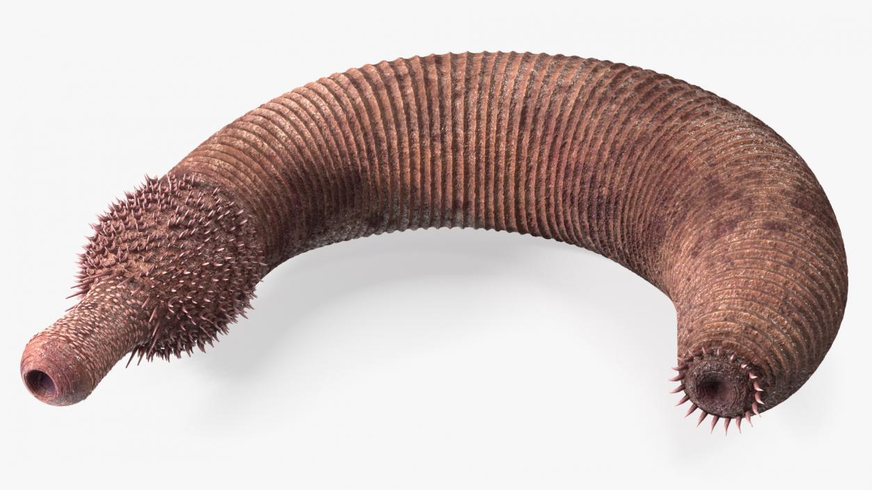 3D Ottoia Cambrian Sea Worm Fossil