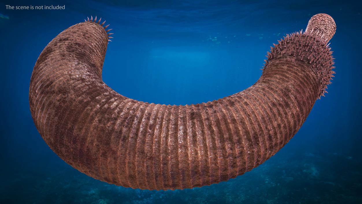 3D Ottoia Cambrian Sea Worm Fossil