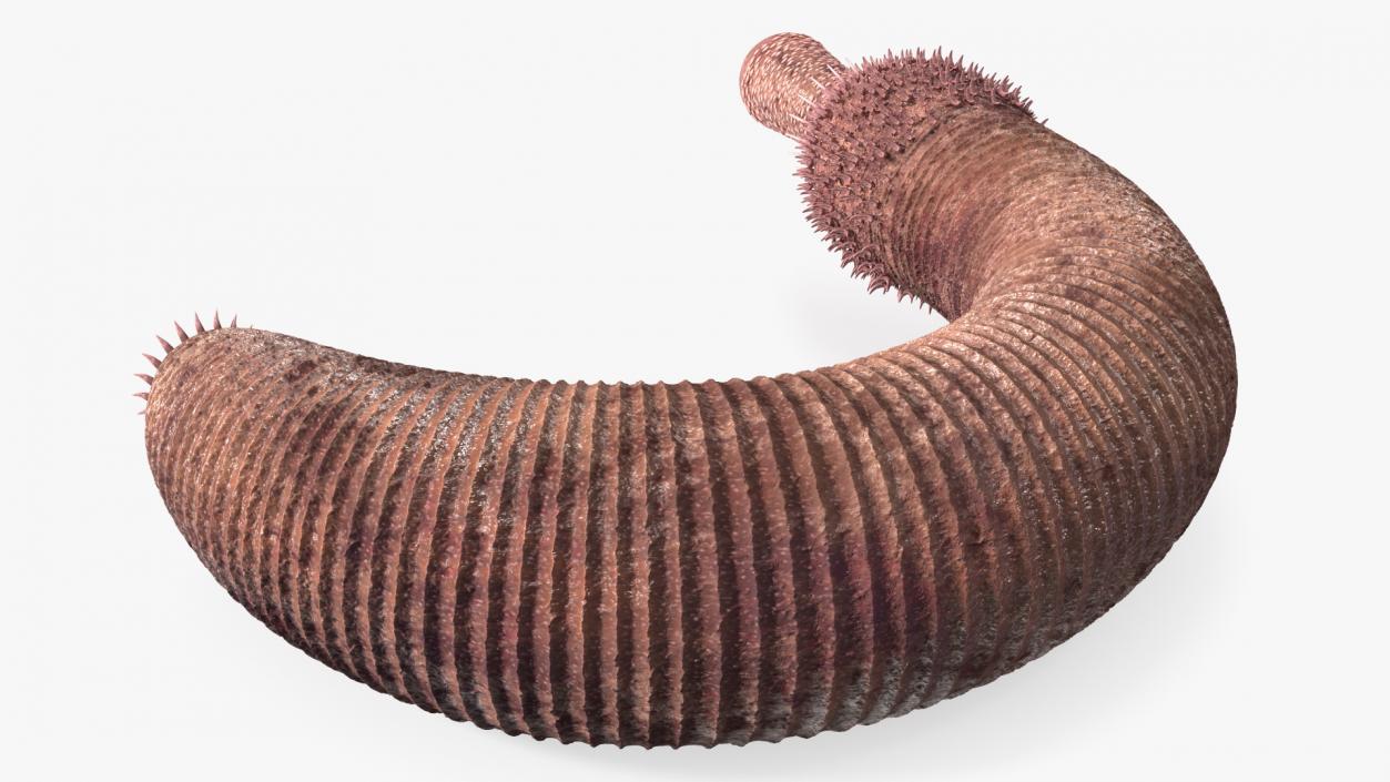 3D Ottoia Cambrian Sea Worm Fossil