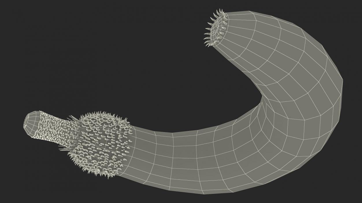 3D Ottoia Cambrian Sea Worm Fossil