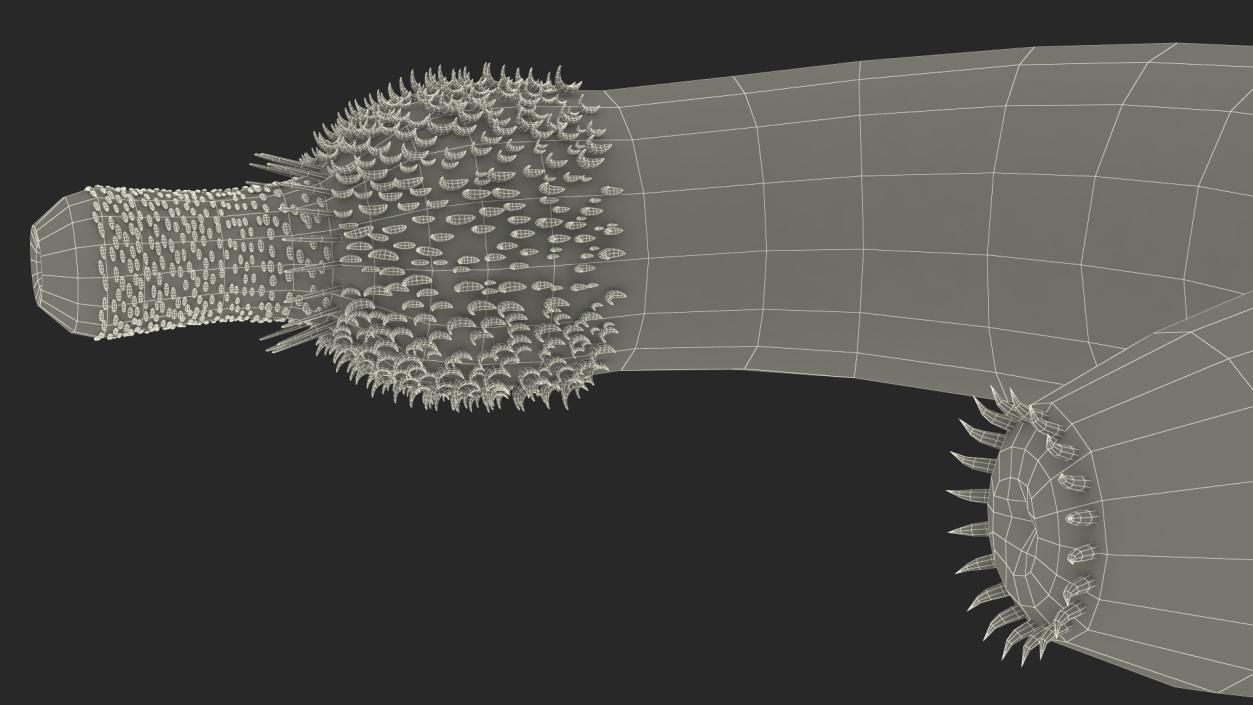 3D Ottoia Cambrian Sea Worm Fossil