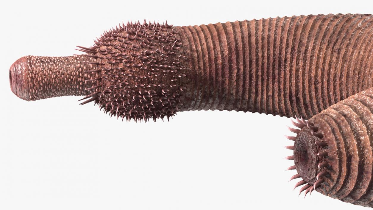 3D Ottoia Cambrian Sea Worm Fossil