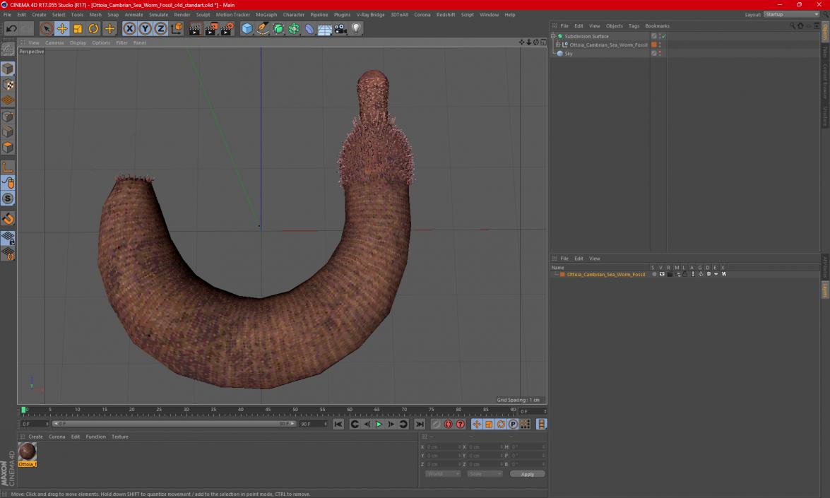 3D Ottoia Cambrian Sea Worm Fossil