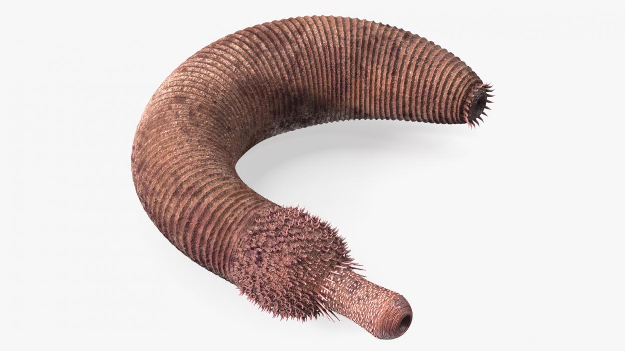 3D Ottoia Cambrian Sea Worm Fossil