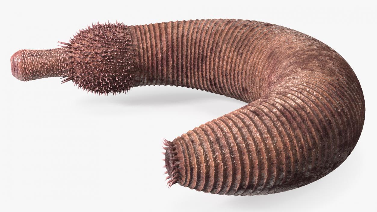 3D Ottoia Cambrian Sea Worm Fossil