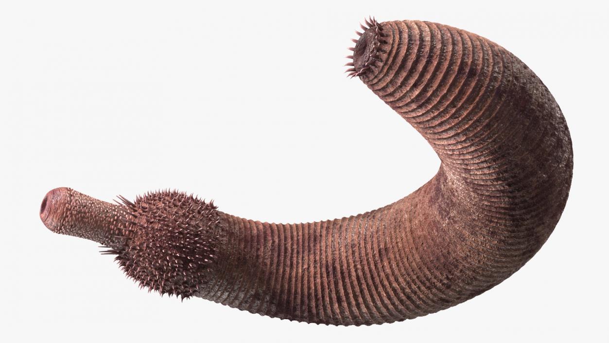 3D Ottoia Cambrian Sea Worm Fossil