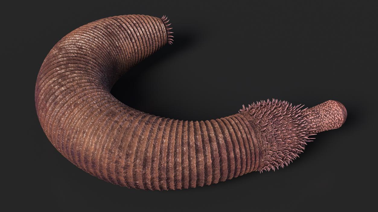 3D Ottoia Cambrian Sea Worm Fossil