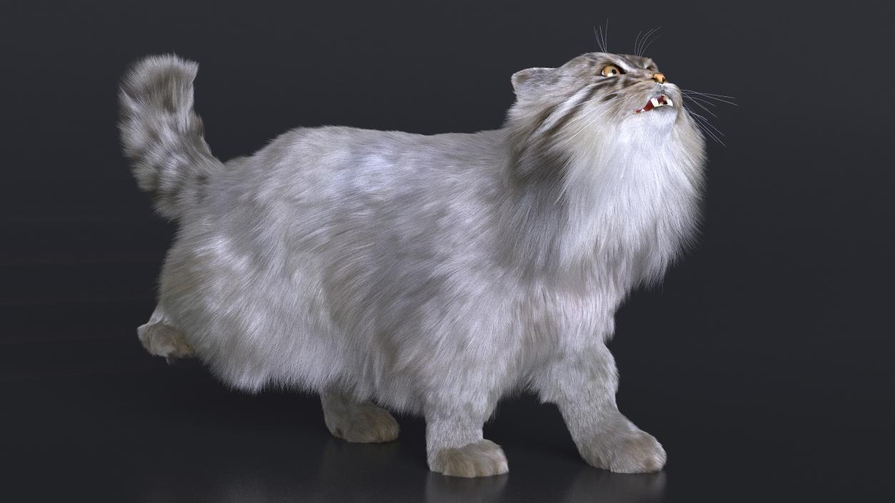 3D Pallas Cat Fur Rigged