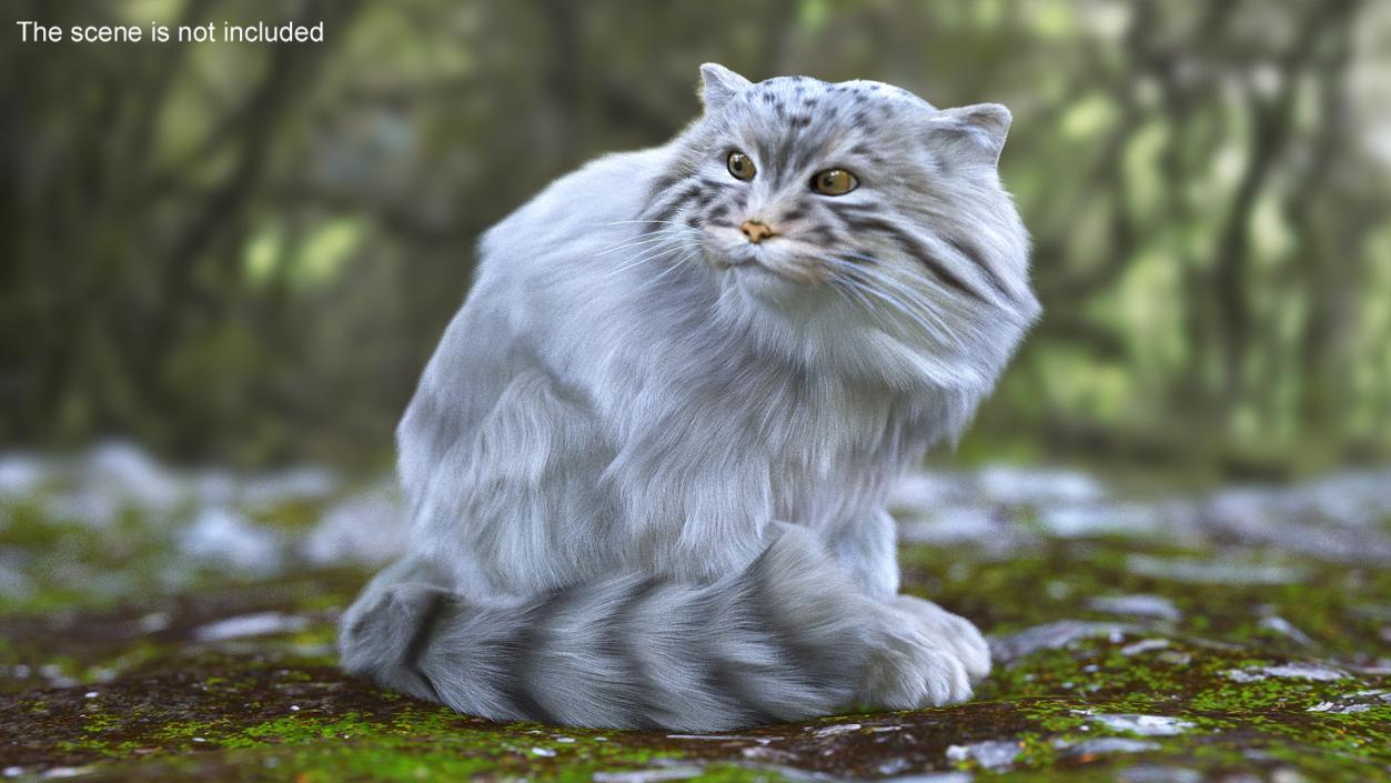 3D Pallas Cat Fur Rigged