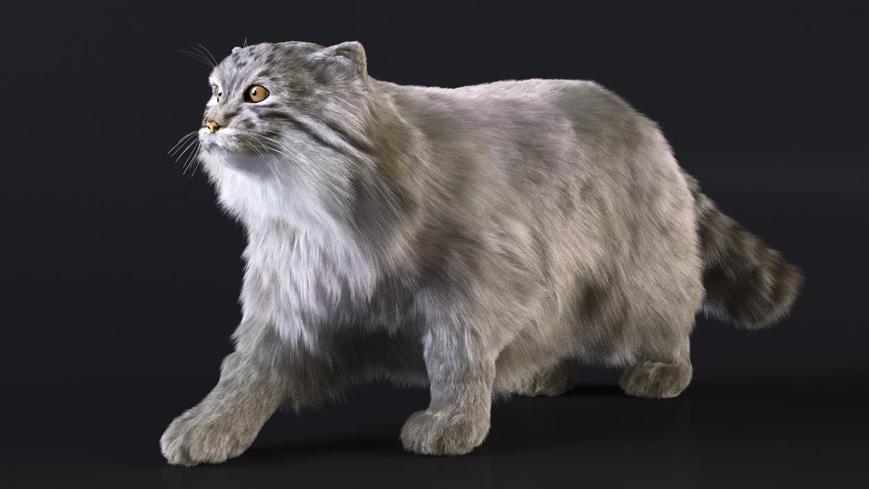 3D Pallas Cat Fur Rigged