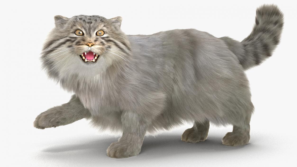 3D Pallas Cat Fur Rigged