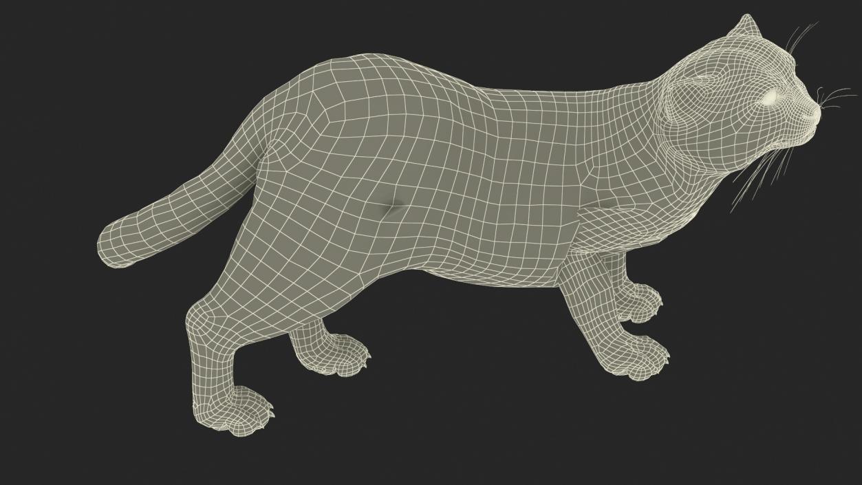 3D Pallas Cat Fur Rigged