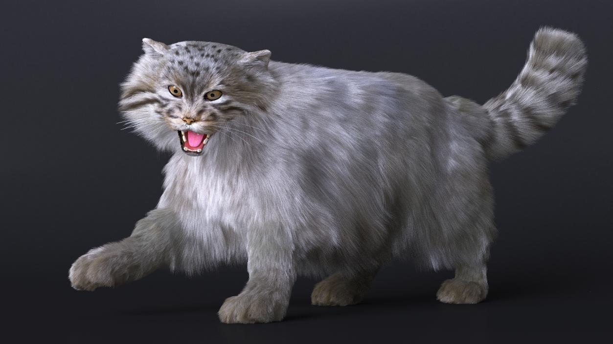 3D Pallas Cat Fur Rigged