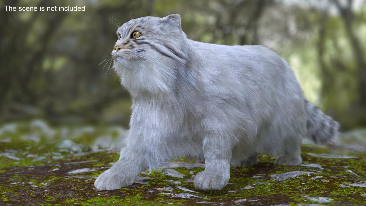 3D Pallas Cat Fur Rigged