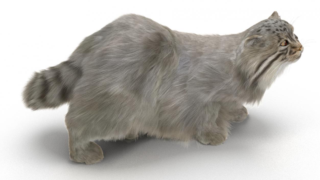 3D Pallas Cat Fur Rigged