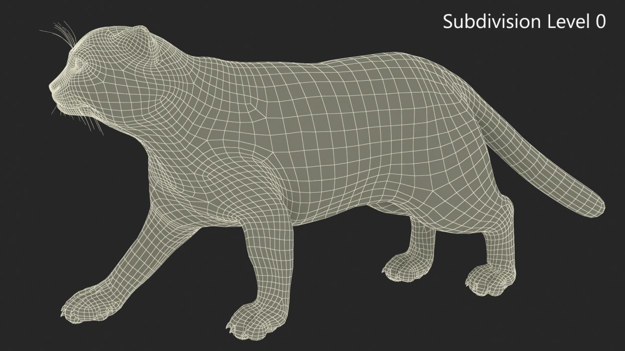 3D Pallas Cat Fur Rigged