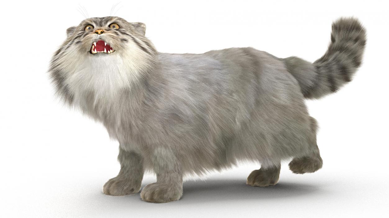 3D Pallas Cat Fur Rigged