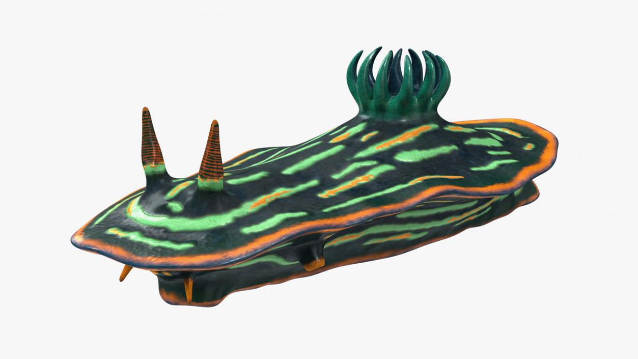 Dusky Nudibranch Rigged for Cinema 4D 3D