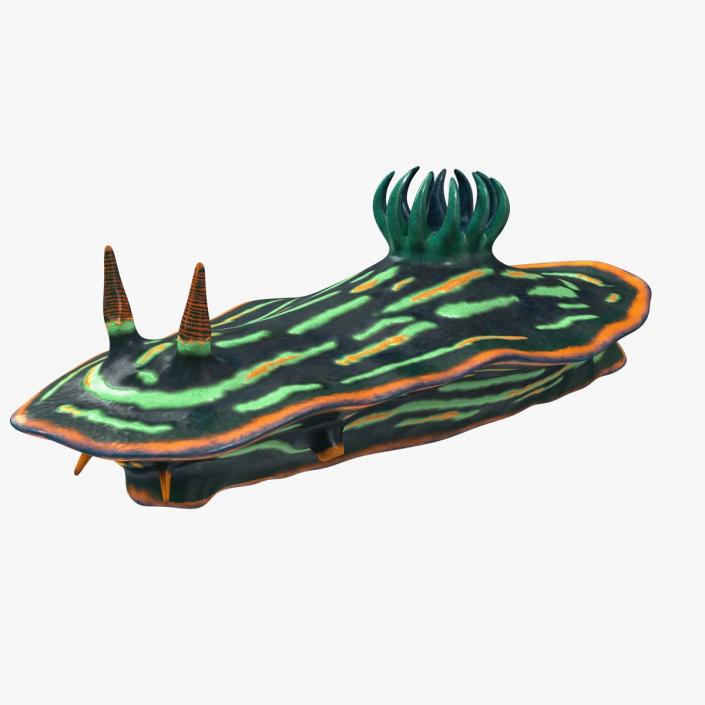 Dusky Nudibranch Rigged for Cinema 4D 3D