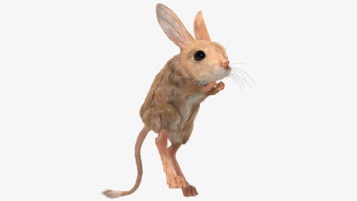 3D Jumping Jerboa Fur model