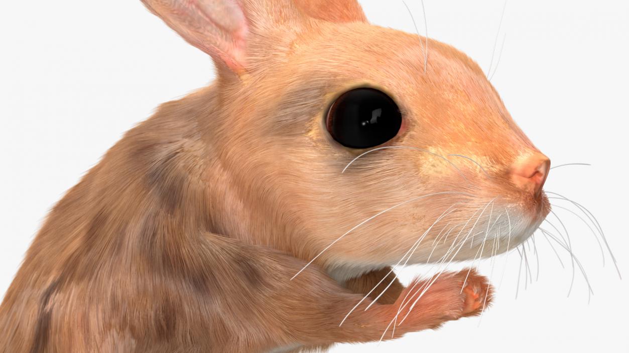 3D Jumping Jerboa Fur model