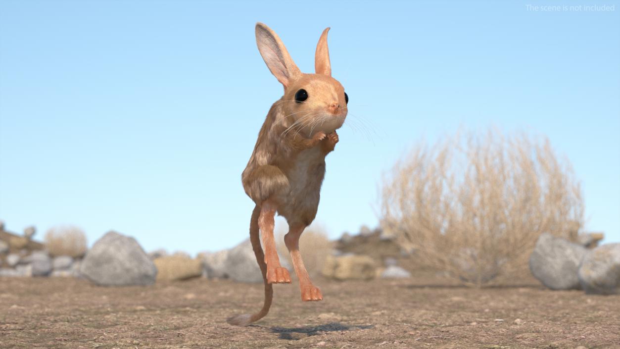 3D Jumping Jerboa Fur model