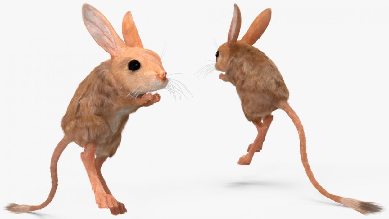 3D Jumping Jerboa Fur model