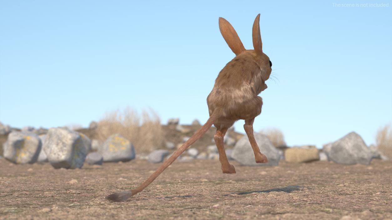 3D Jumping Jerboa Fur model