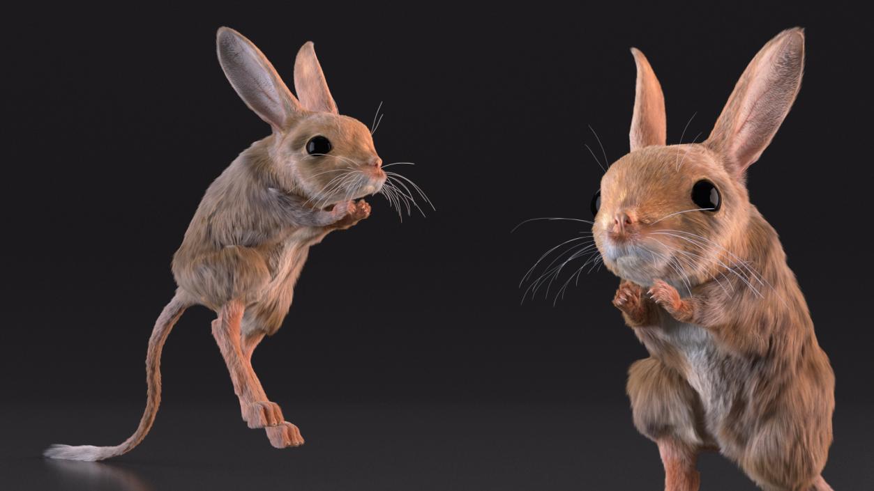 3D Jumping Jerboa Fur model