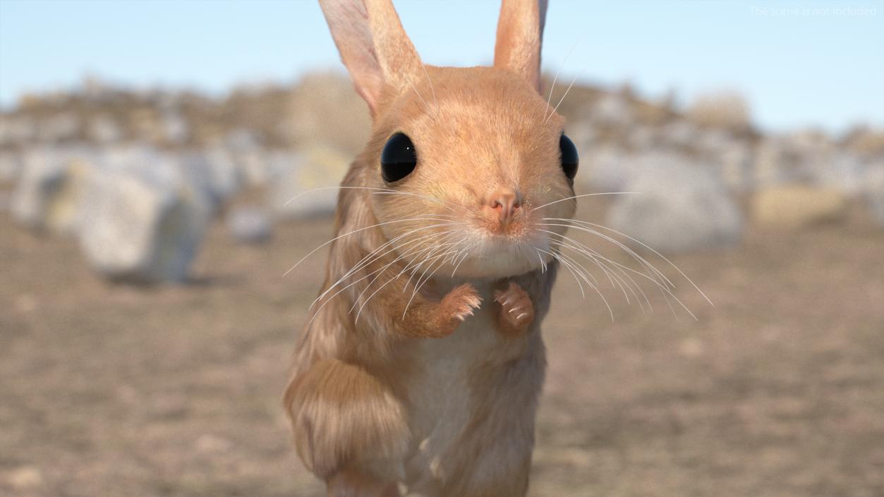 3D Jumping Jerboa Fur model