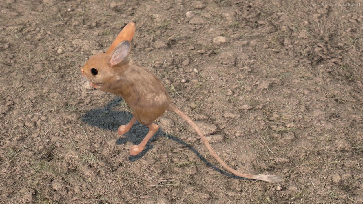 3D Jumping Jerboa Fur model