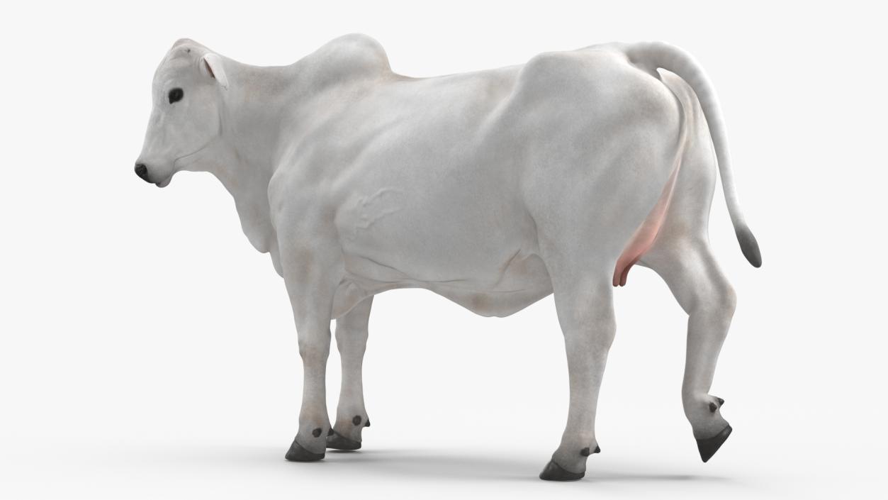 Ongole Cattle Female Rigged 3D