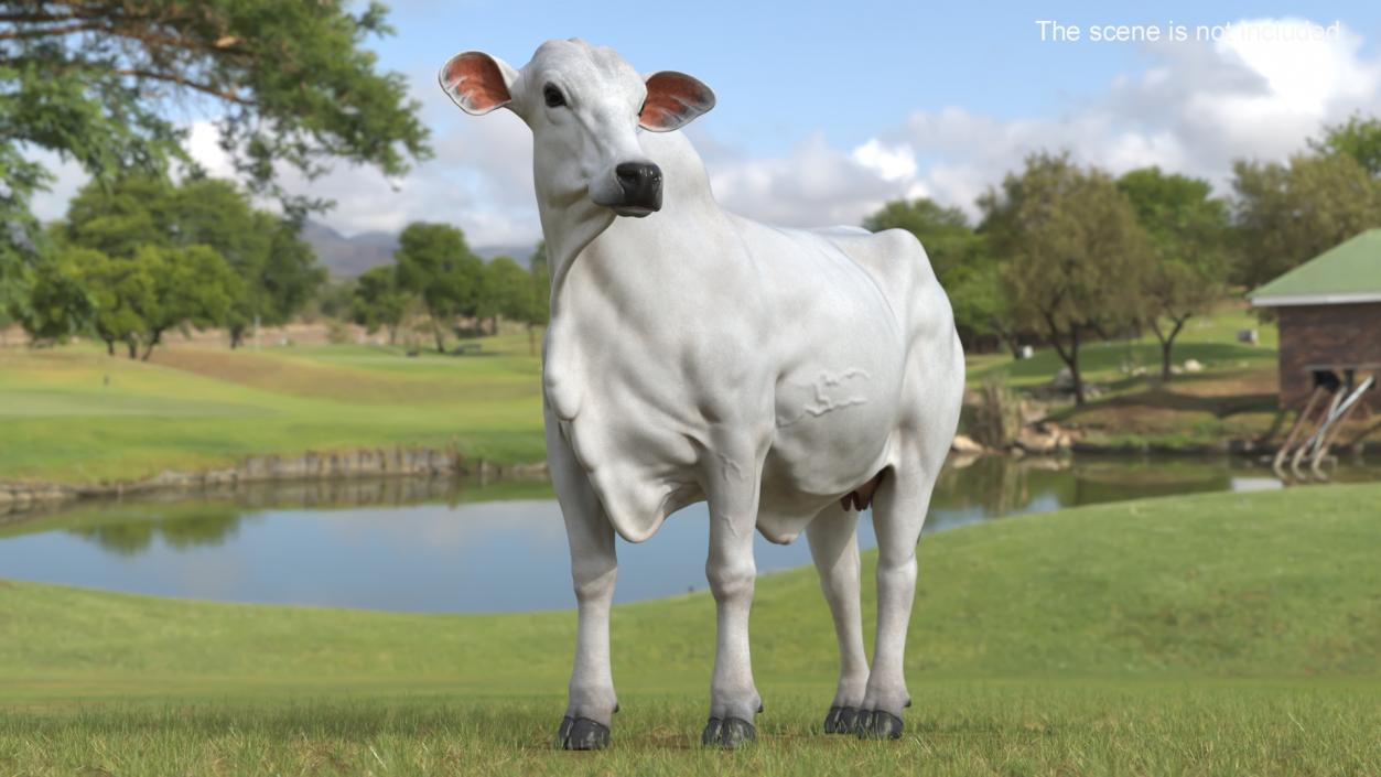 Ongole Cattle Female Rigged 3D