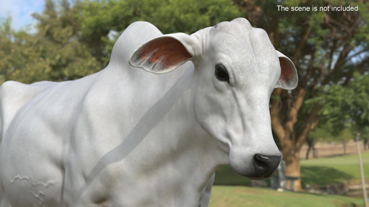 Ongole Cattle Female Rigged 3D