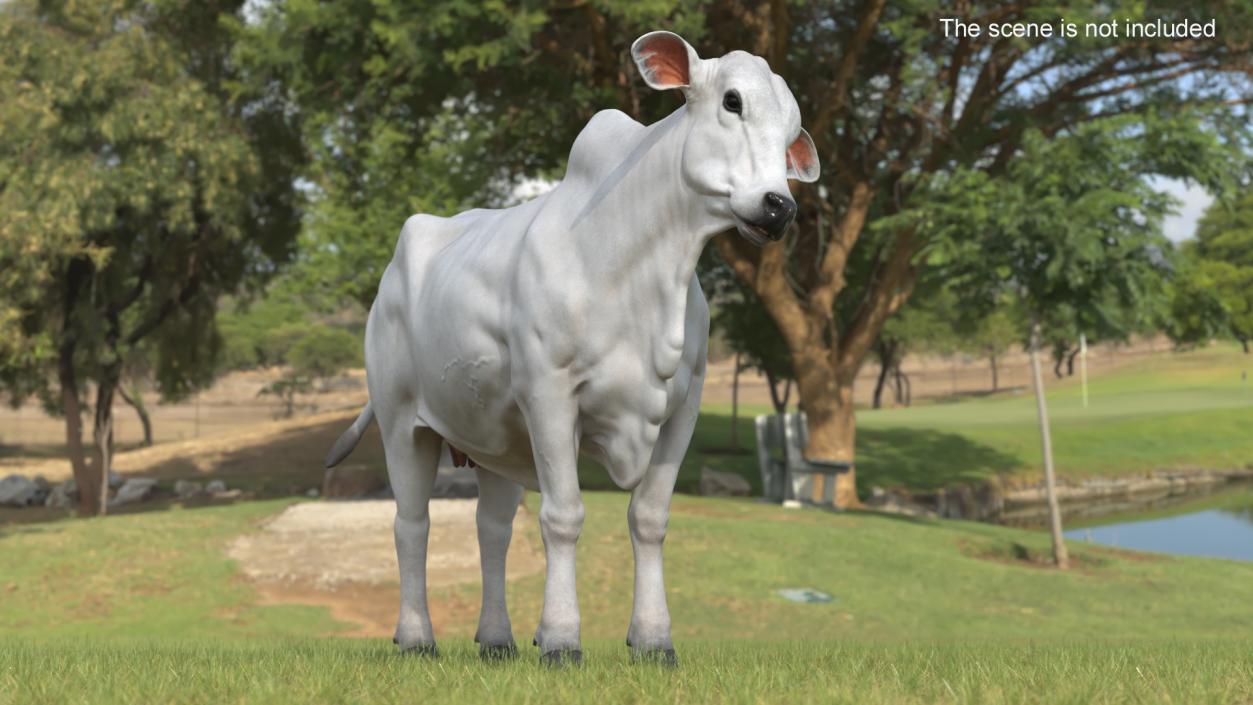 Ongole Cattle Female Rigged 3D