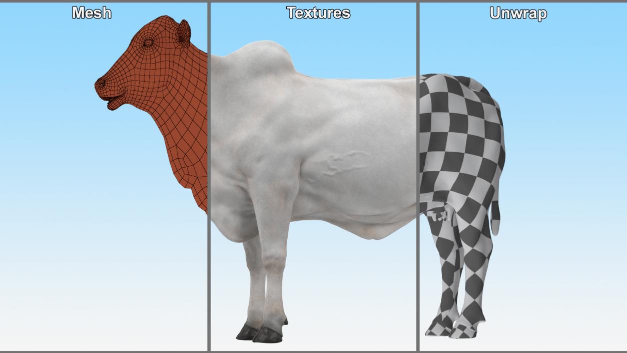 Ongole Cattle Female Rigged 3D