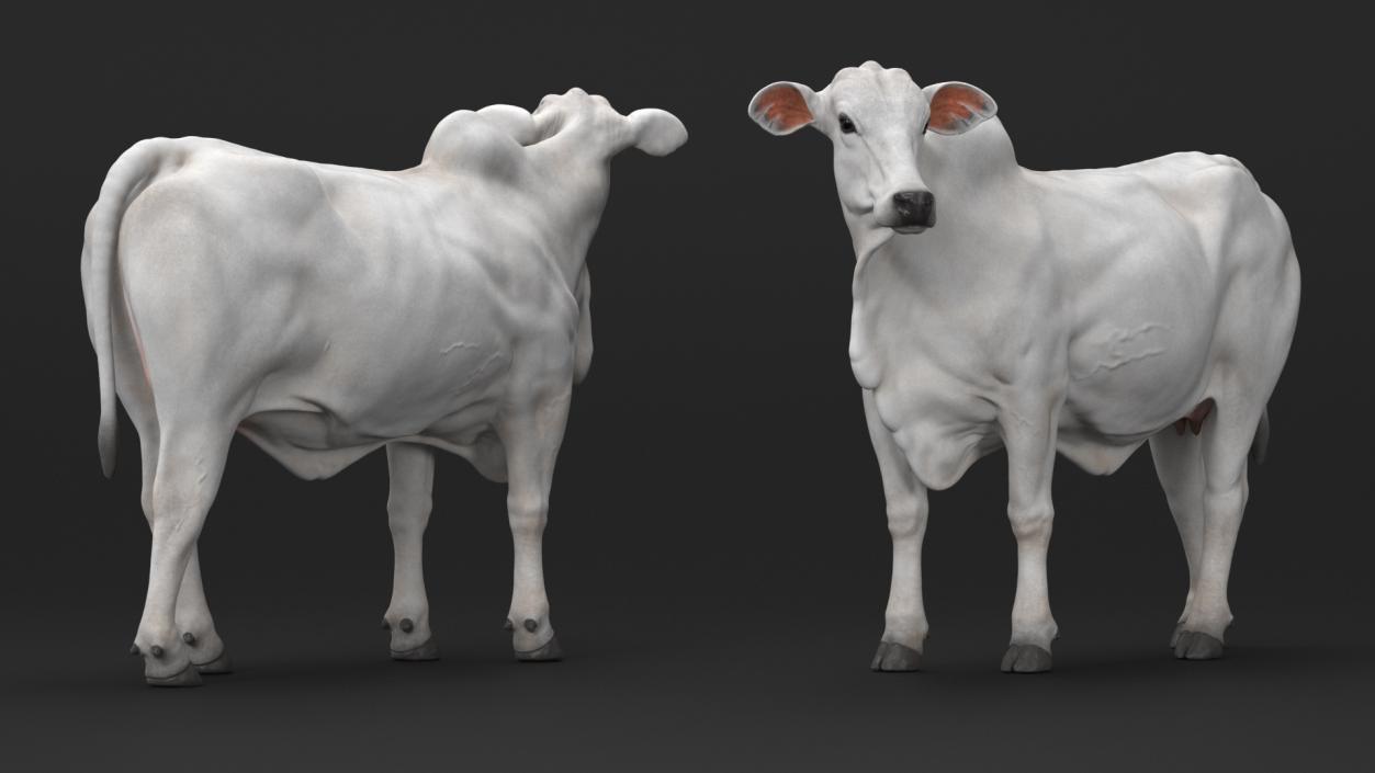 Ongole Cattle Female Rigged 3D