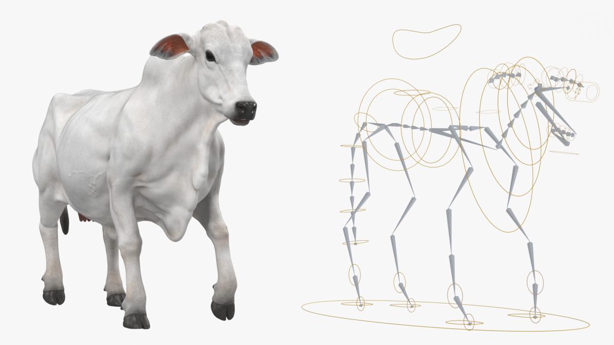 Ongole Cattle Female Rigged 3D