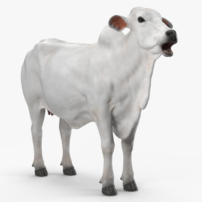 Ongole Cattle Female Rigged 3D