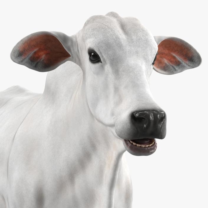 Ongole Cattle Female Rigged 3D