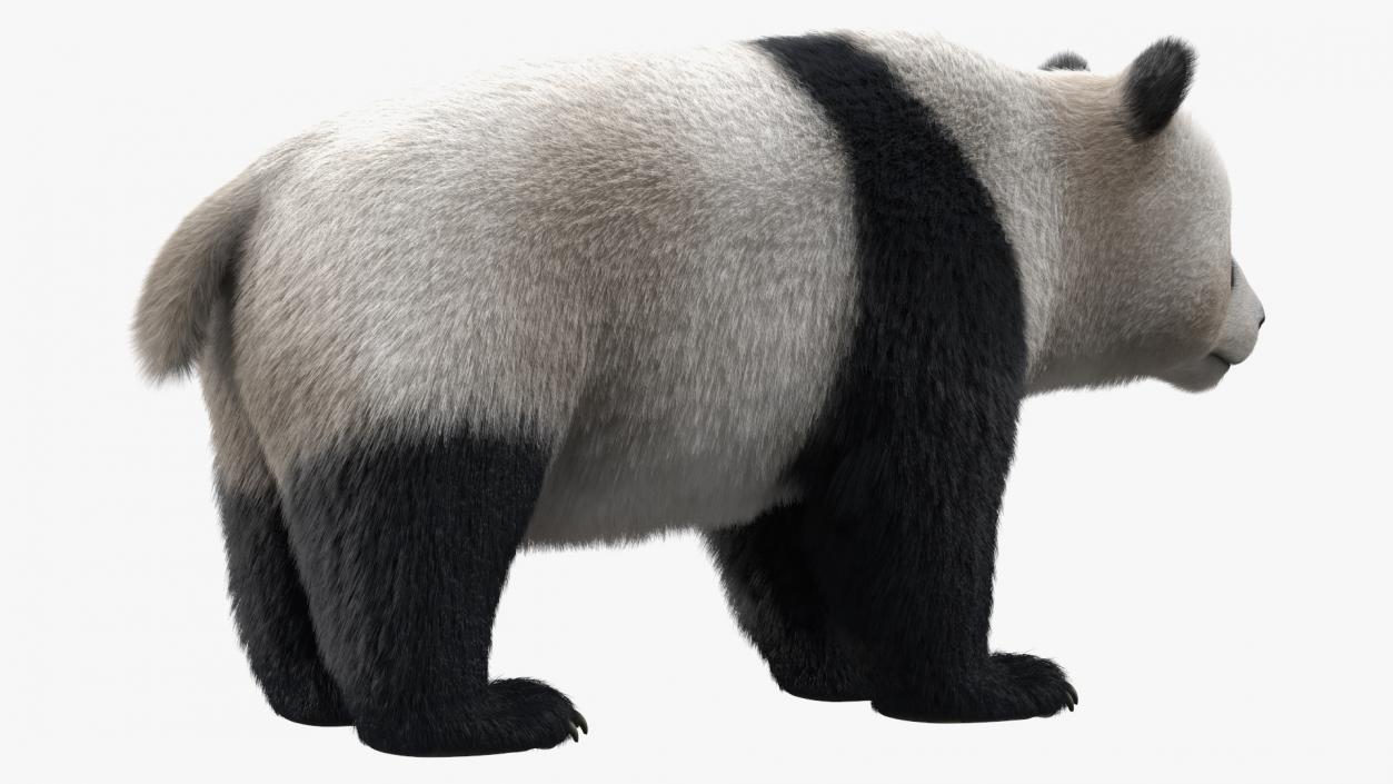 3D model Giant Panda Fur