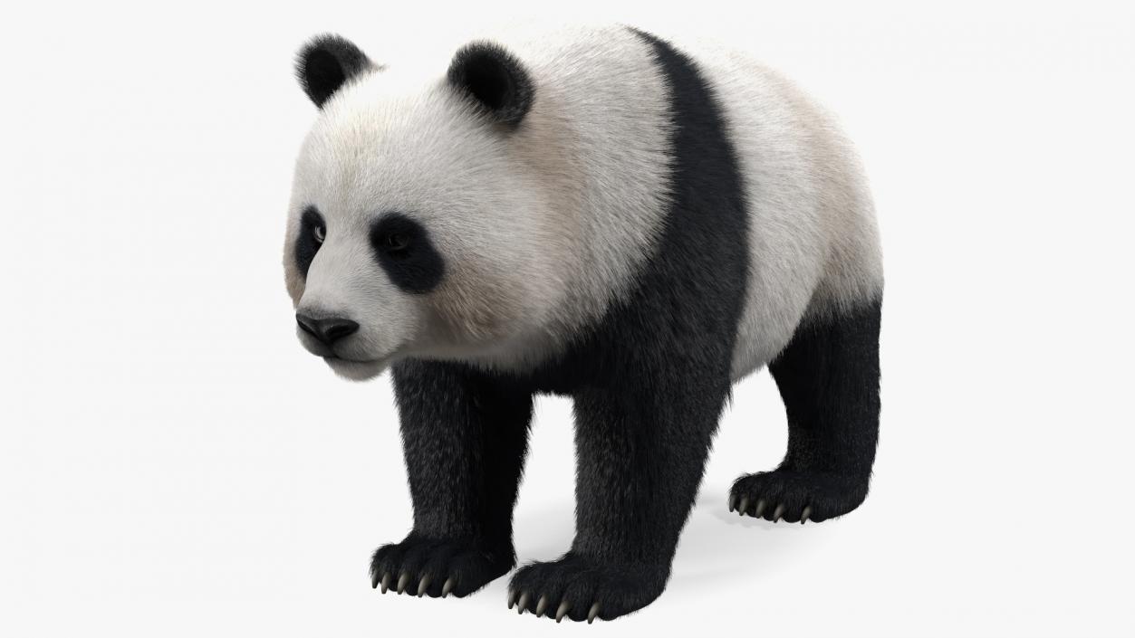 3D model Giant Panda Fur